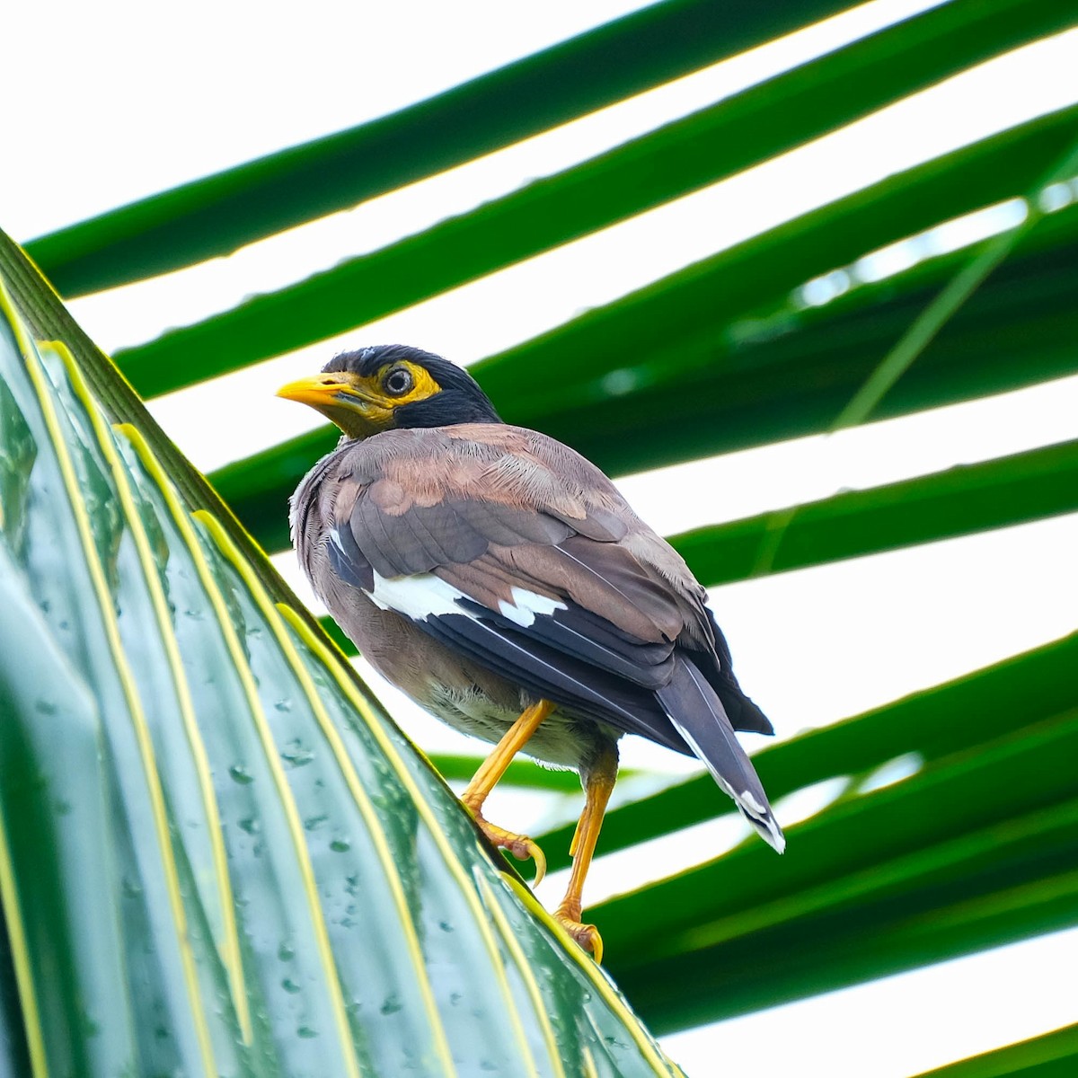 Common Myna - ML616688335