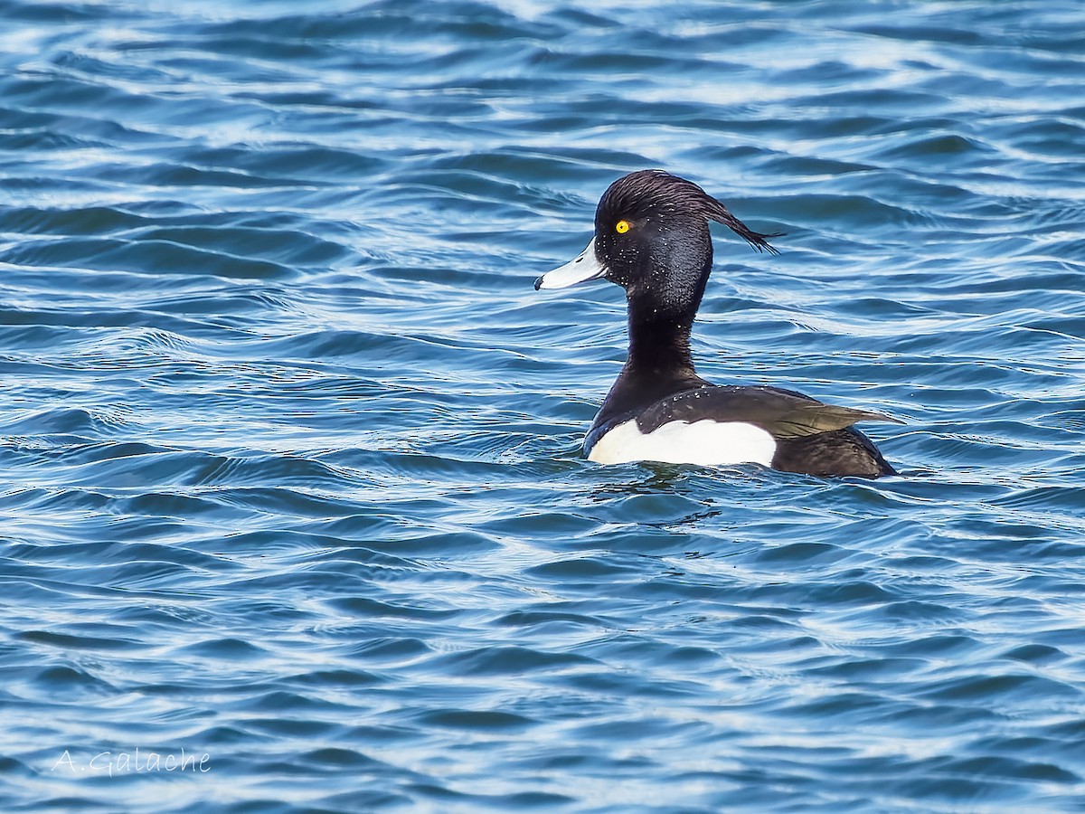 Tufted Duck - ML616688365