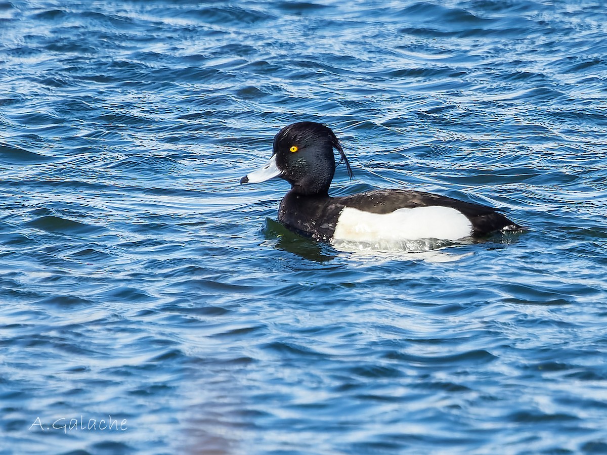 Tufted Duck - ML616688366