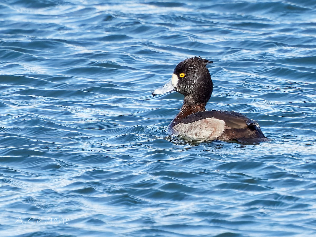 Tufted Duck - ML616688367