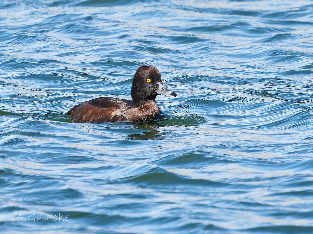 Tufted Duck - ML616688369