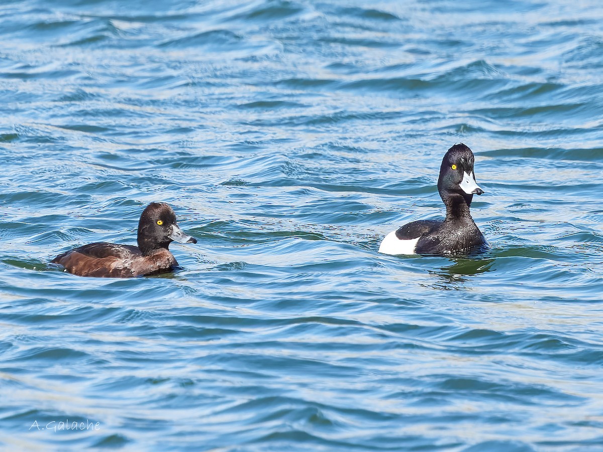 Tufted Duck - ML616688370