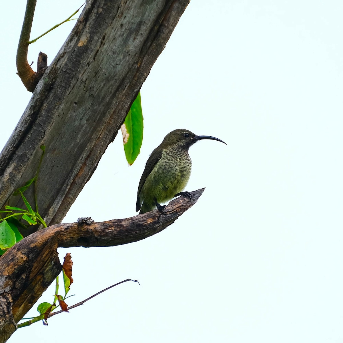 Malagasy Sunbird - ML616688375