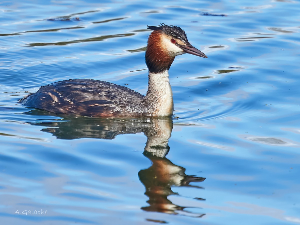 Great Crested Grebe - A. Galache
