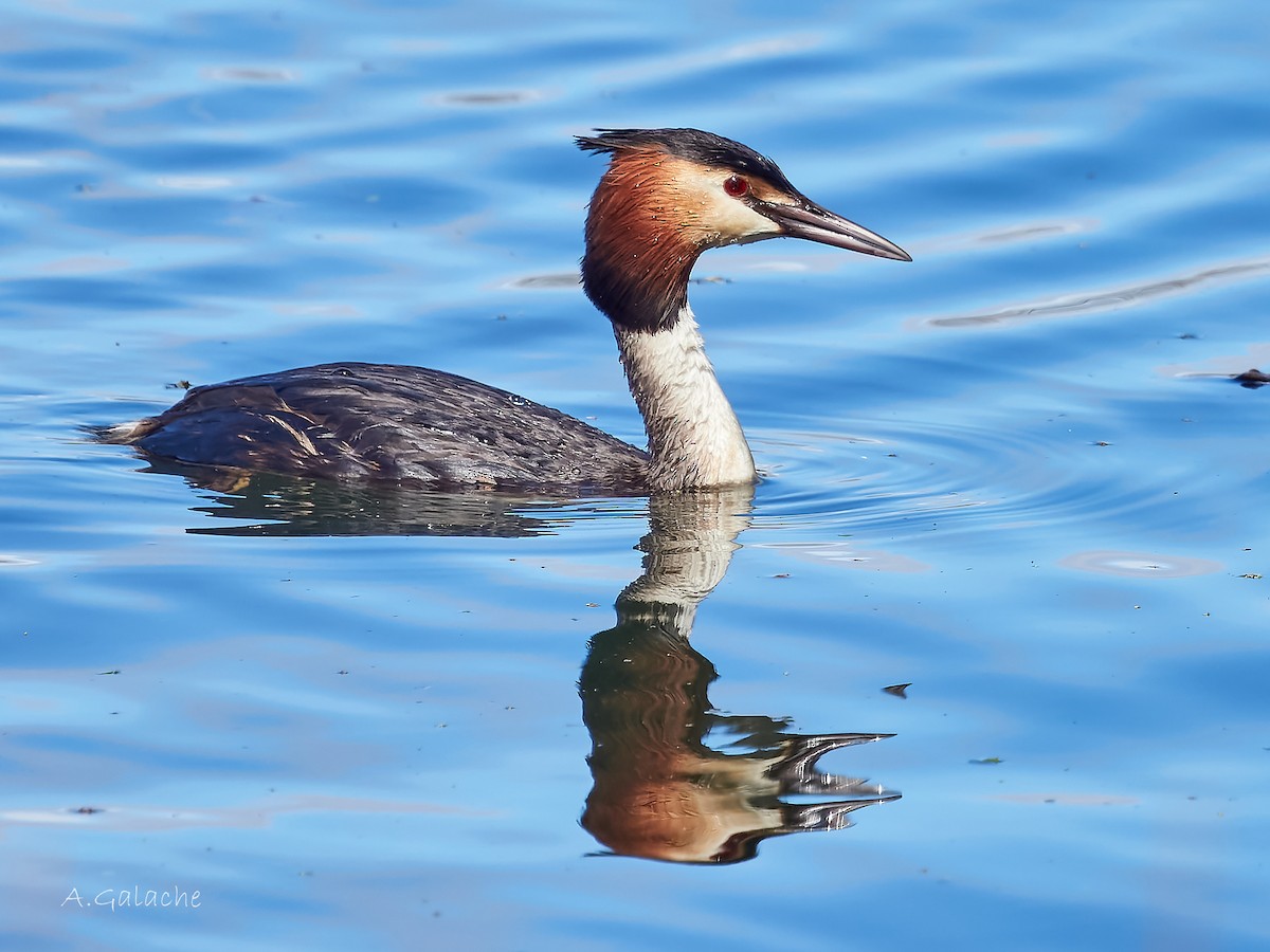 Great Crested Grebe - A. Galache