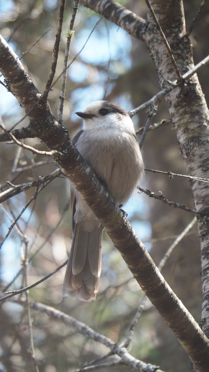 Canada Jay - ML616688456