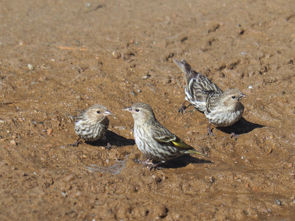 Pine Siskin - ML616688488