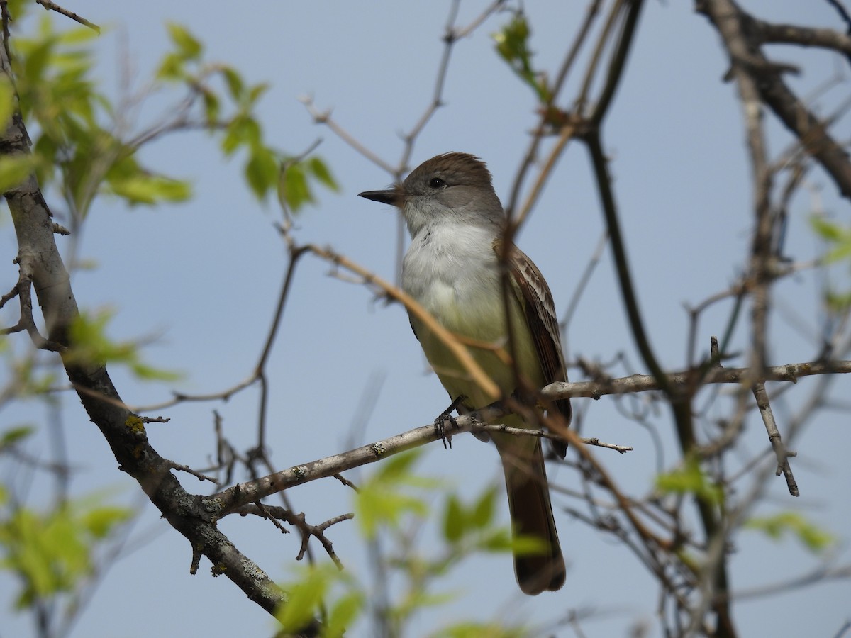 Ash-throated Flycatcher - Kathleen Dvorak