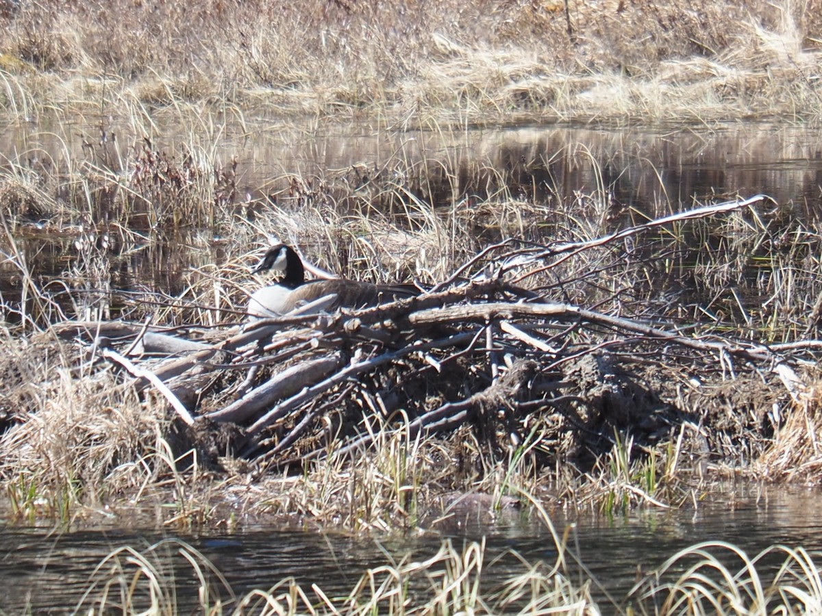 Canada Goose - Christine Elliott