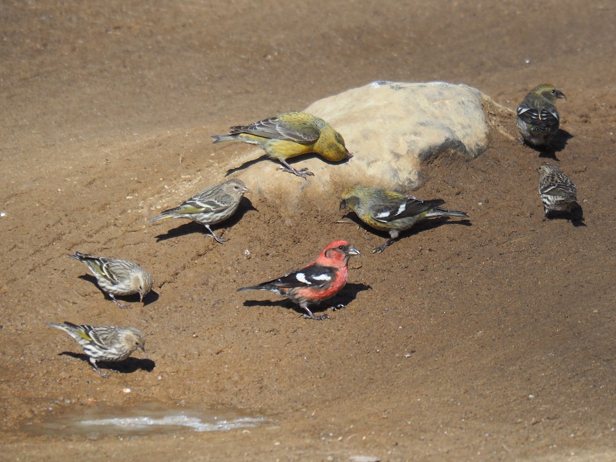 White-winged Crossbill - ML616688556