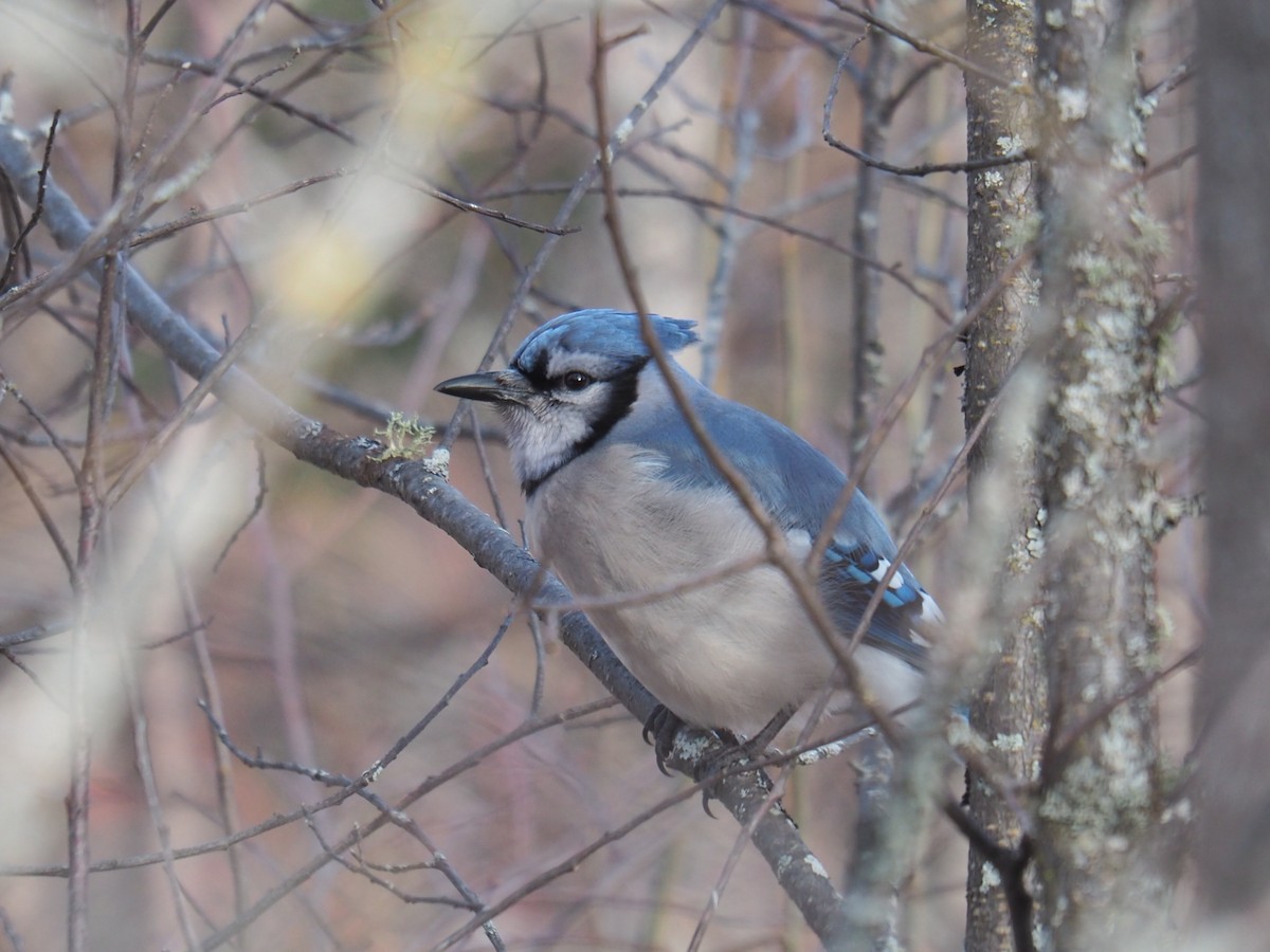 Blue Jay - Christine Elliott