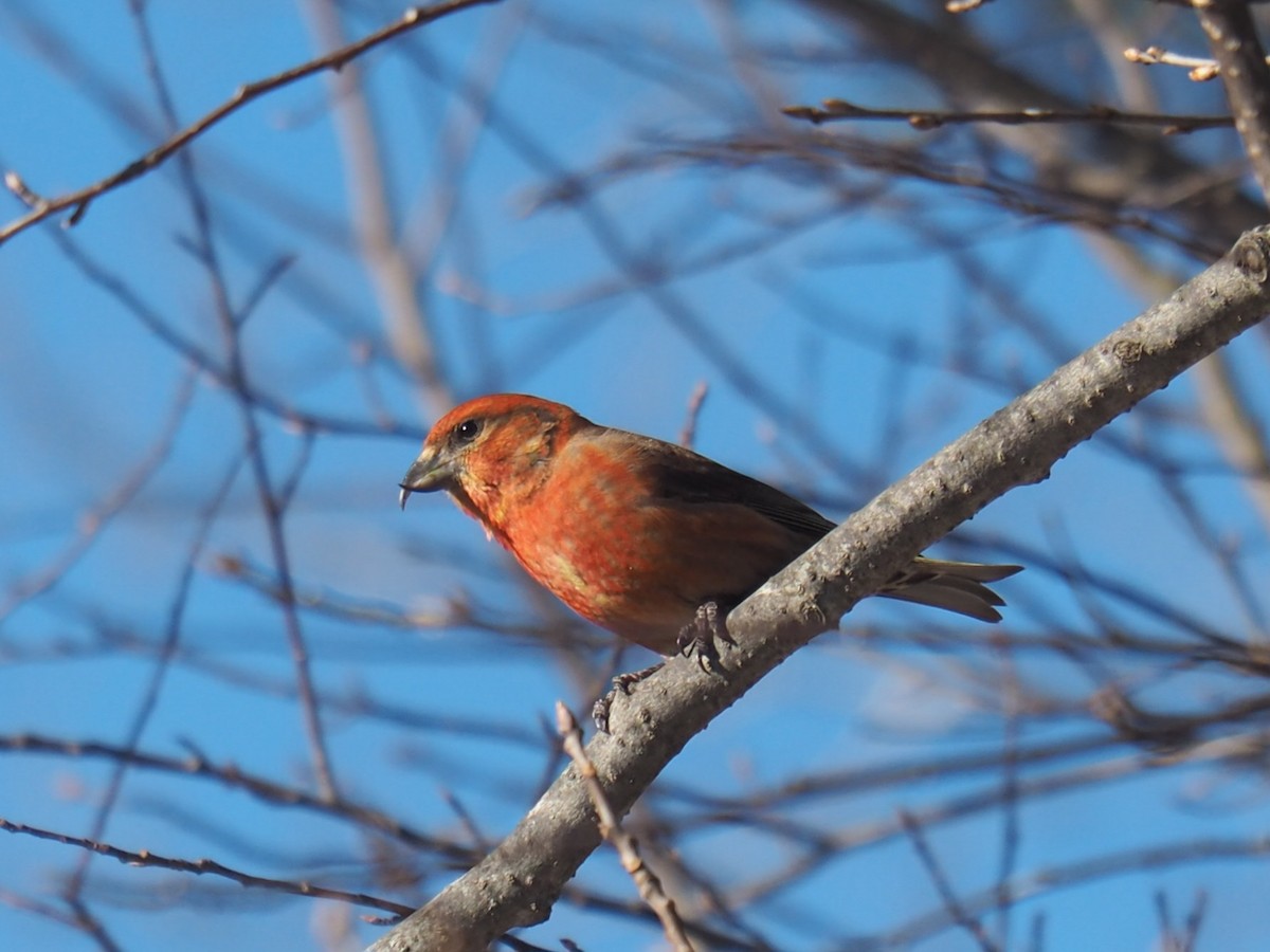 Red Crossbill - ML616688603