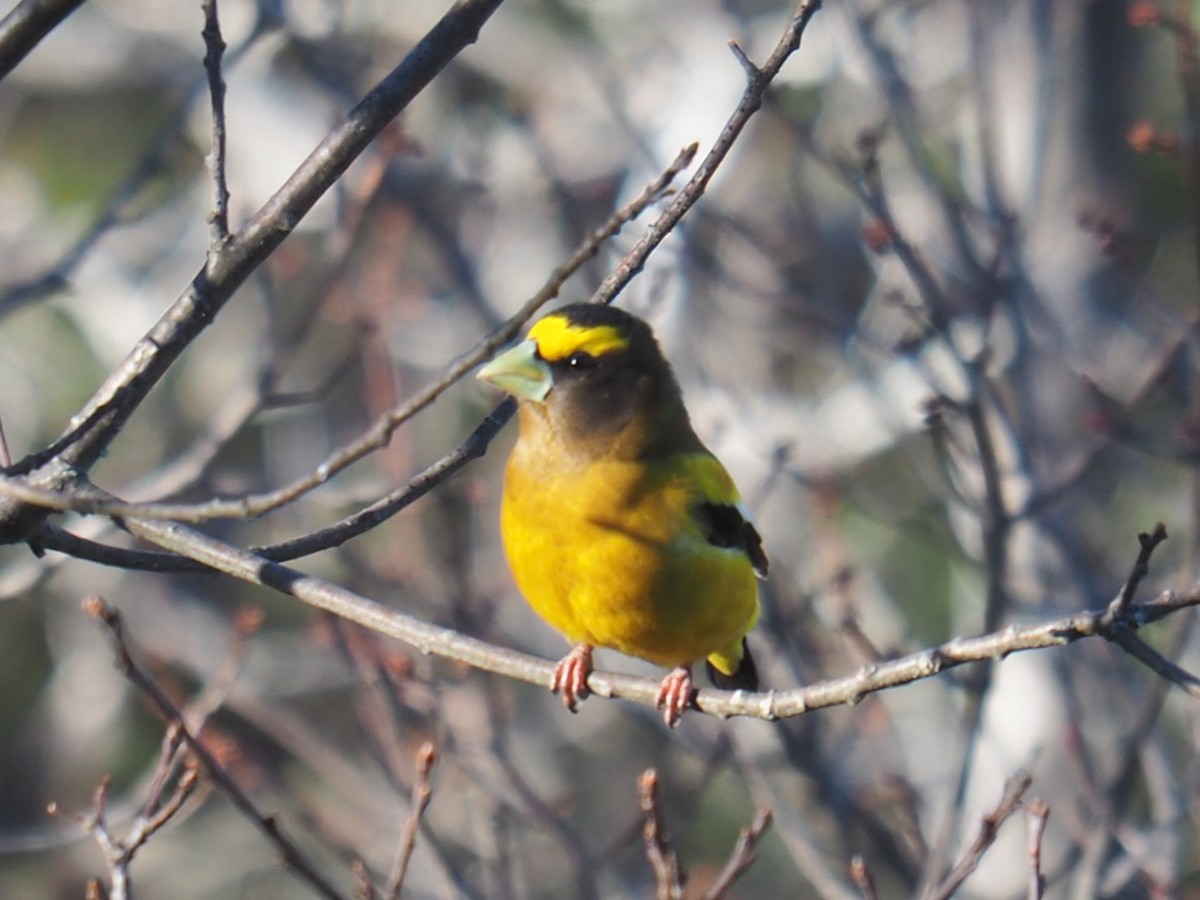 Evening Grosbeak - ML616688613