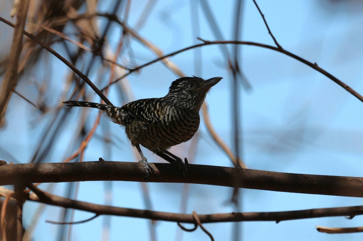 Barred Antshrike - ML616688624