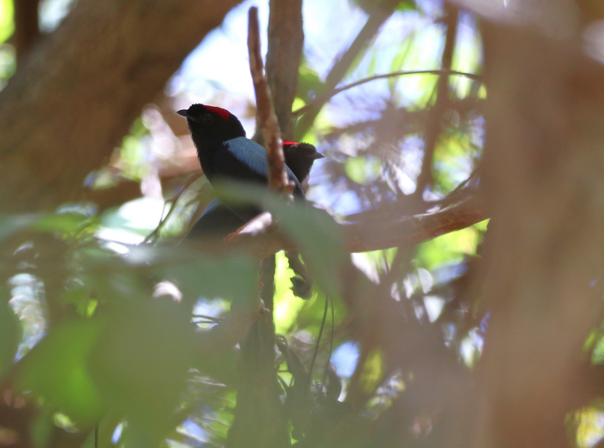 Long-tailed Manakin - Matt Baumann