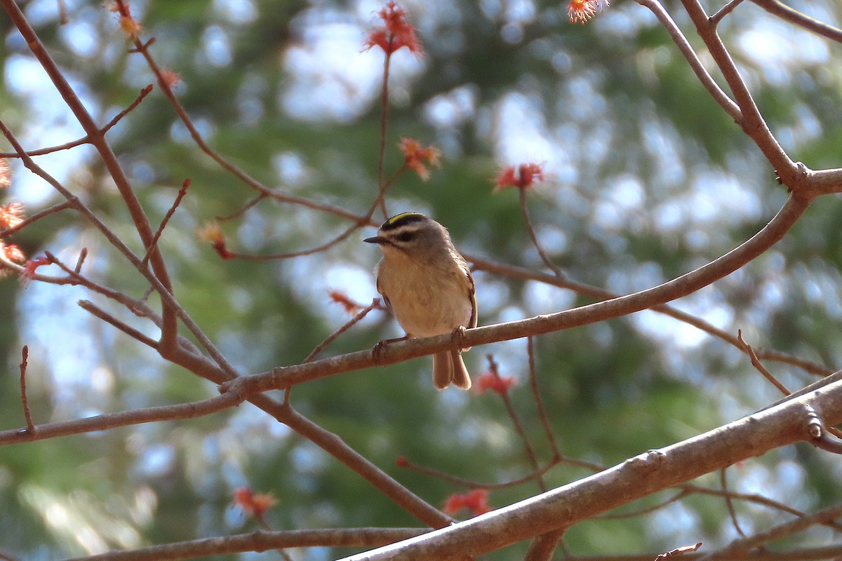 Golden-crowned Kinglet - ML616688643