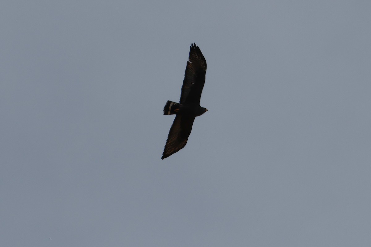 Zone-tailed Hawk - Charles Hathcock