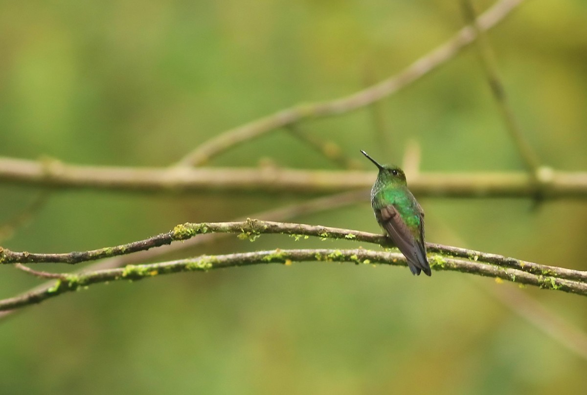 kolibřík zelenkavý - ML616688681