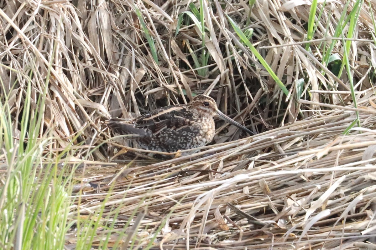 Wilson's Snipe - Mike Farnworth