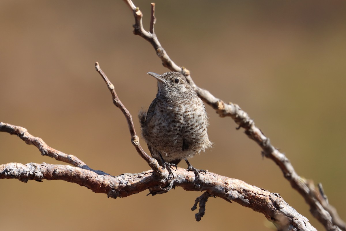 Rock Wren (Central American) - ML616688711