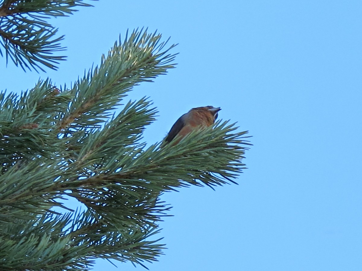 Red Crossbill - Javier Morala/MCBirding.com