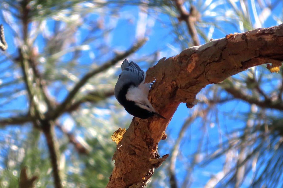 White-breasted Nuthatch - ML616688815