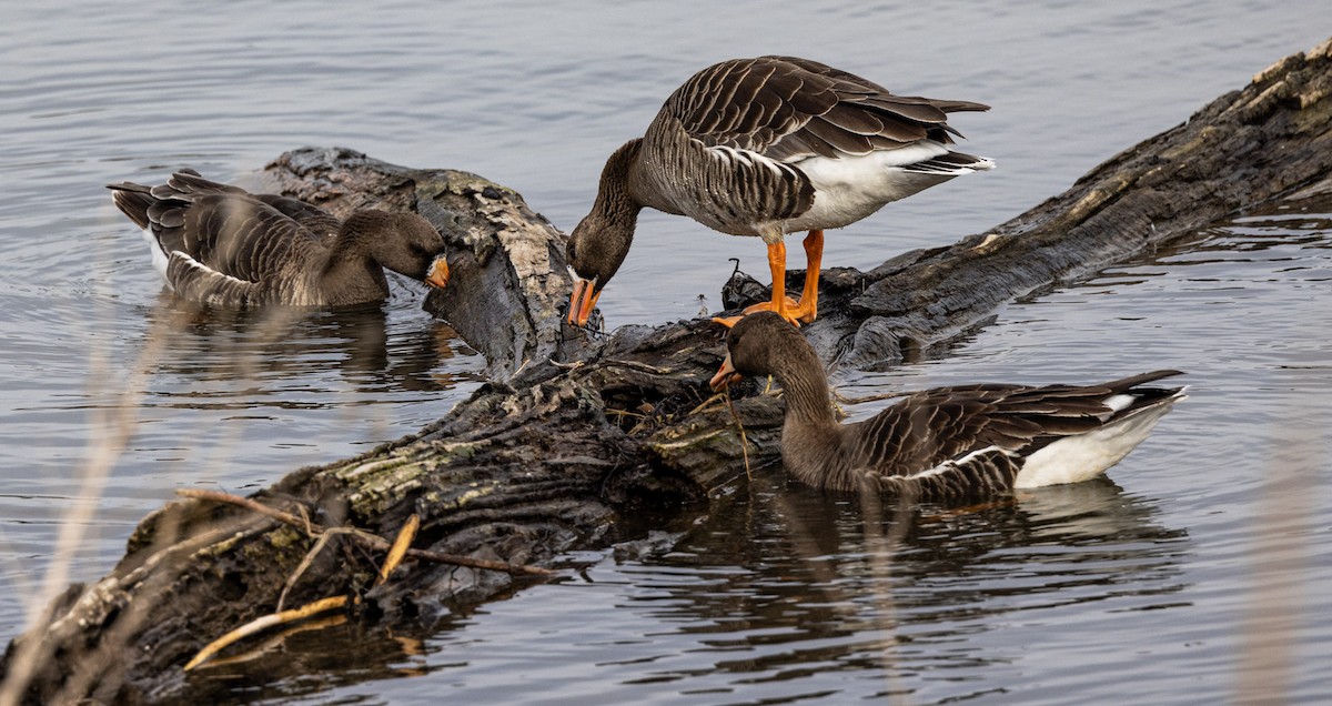 Greater White-fronted Goose - ML616688817