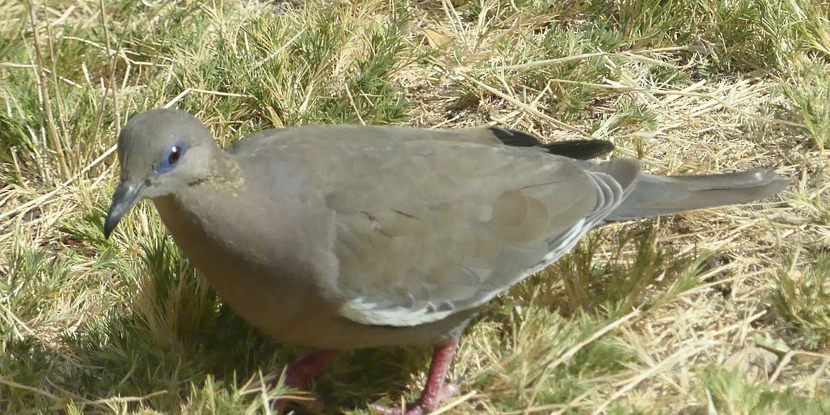 West Peruvian Dove - ML616688827