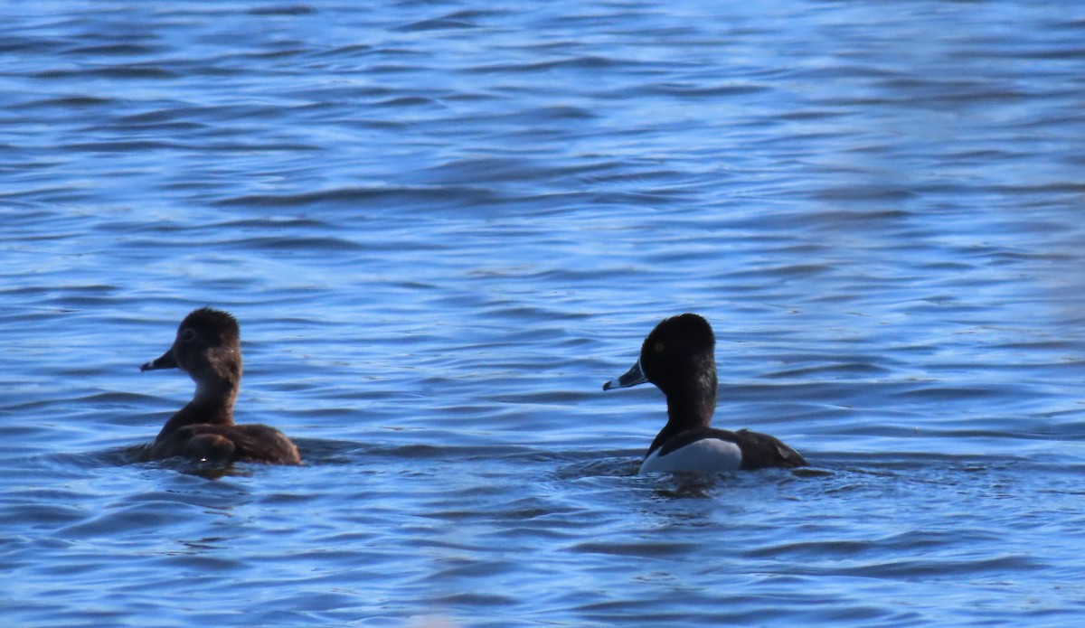 Ring-necked Duck - ML616688846