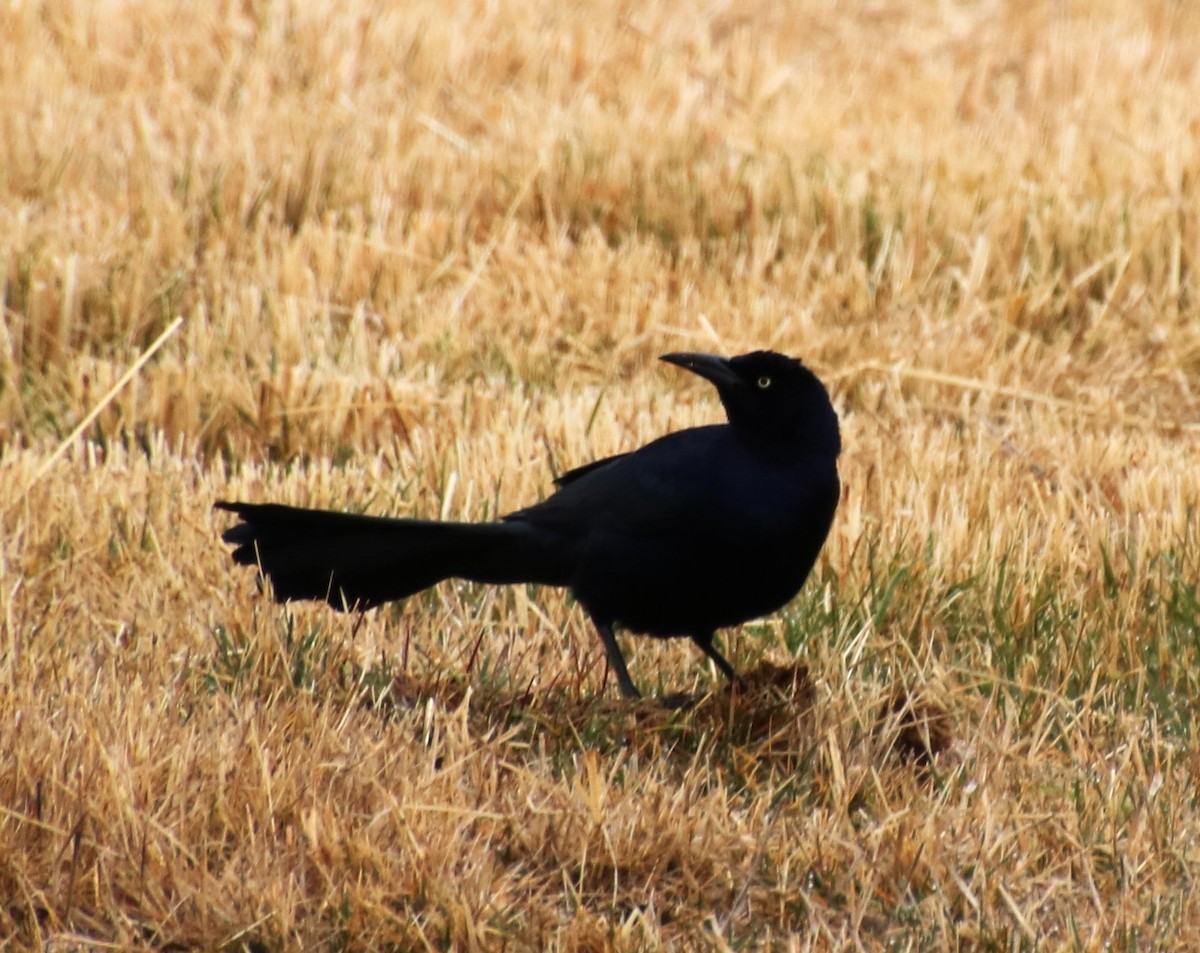 Great-tailed Grackle - ML616688848
