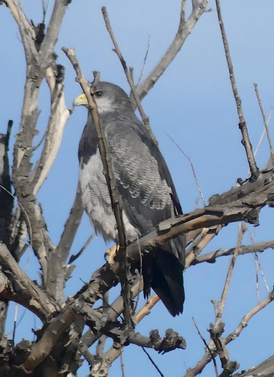 Black-chested Buzzard-Eagle - amy pickering