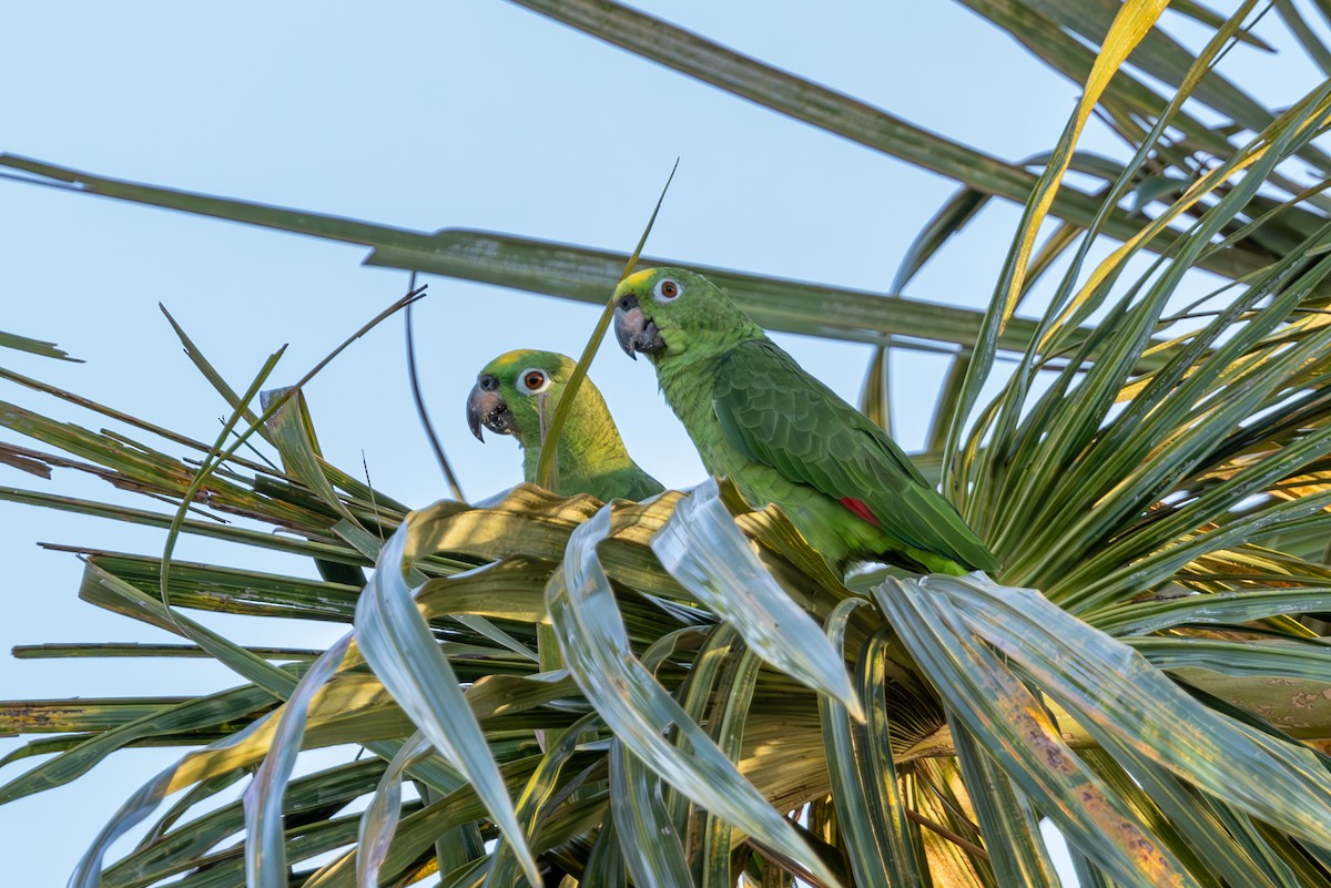 キビタイボウシインコ - ML616688865