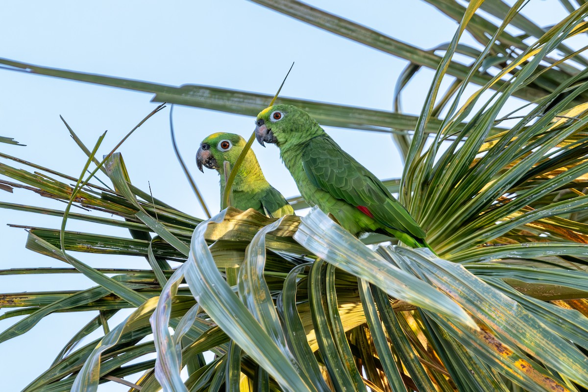 Yellow-crowned Parrot - ML616688866