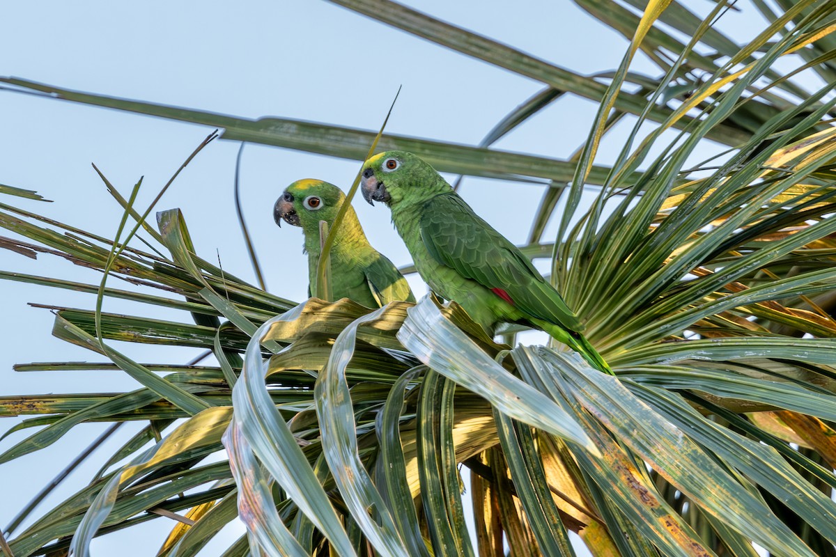 Yellow-crowned Parrot - ML616688867