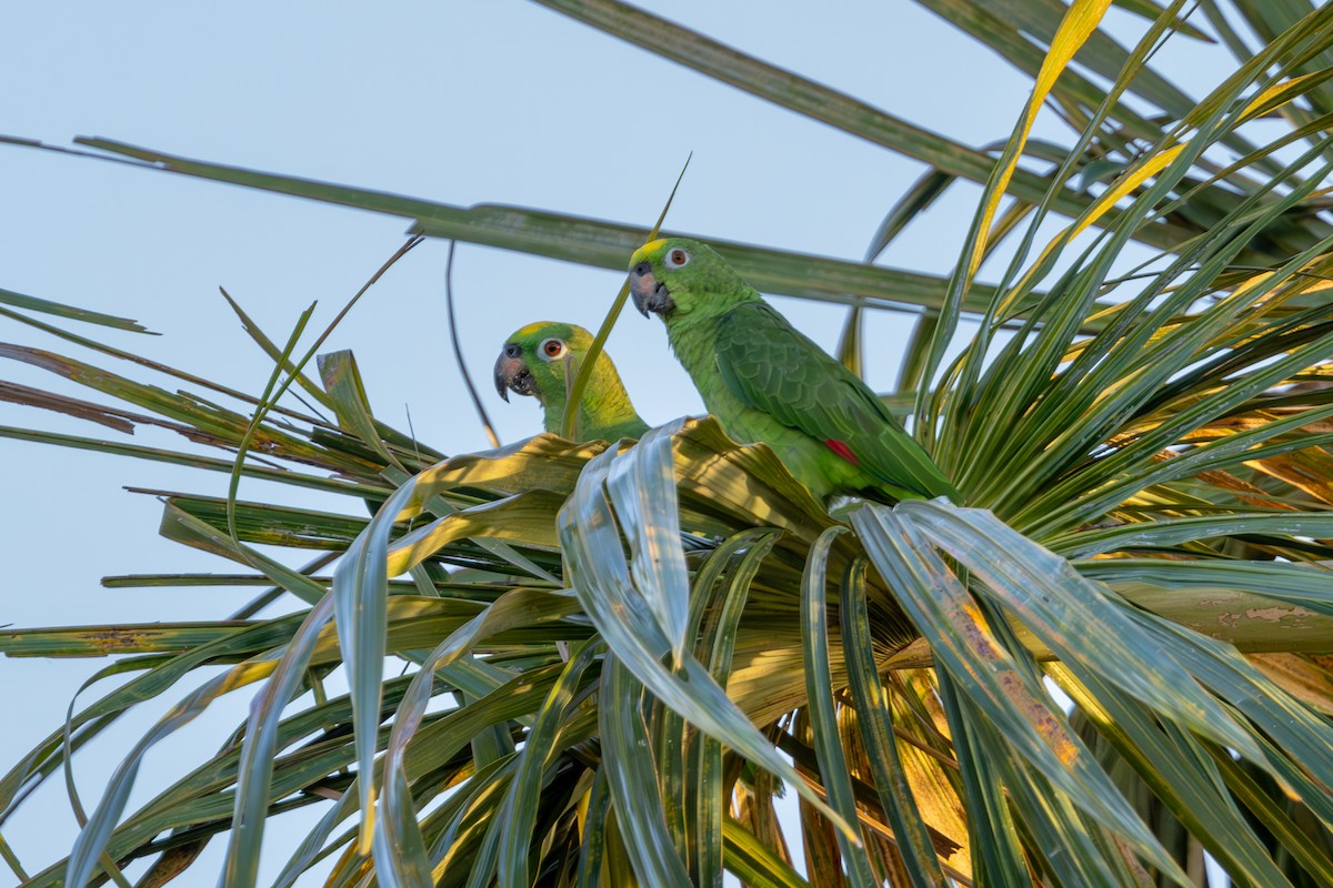 Yellow-crowned Parrot - ML616688868