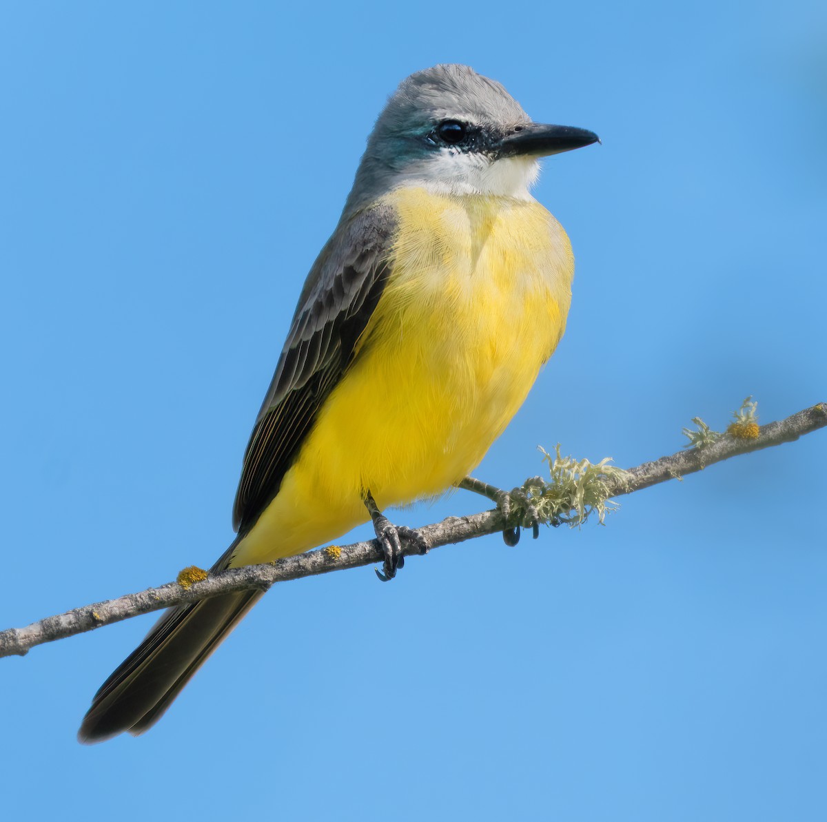 Tropical Kingbird - Mark Chappell