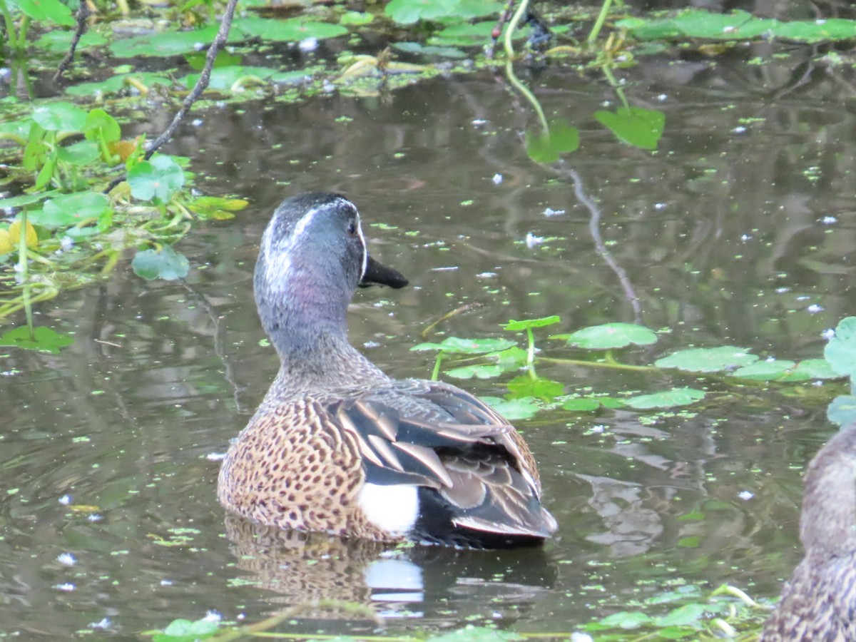 Blue-winged Teal - ML616688968