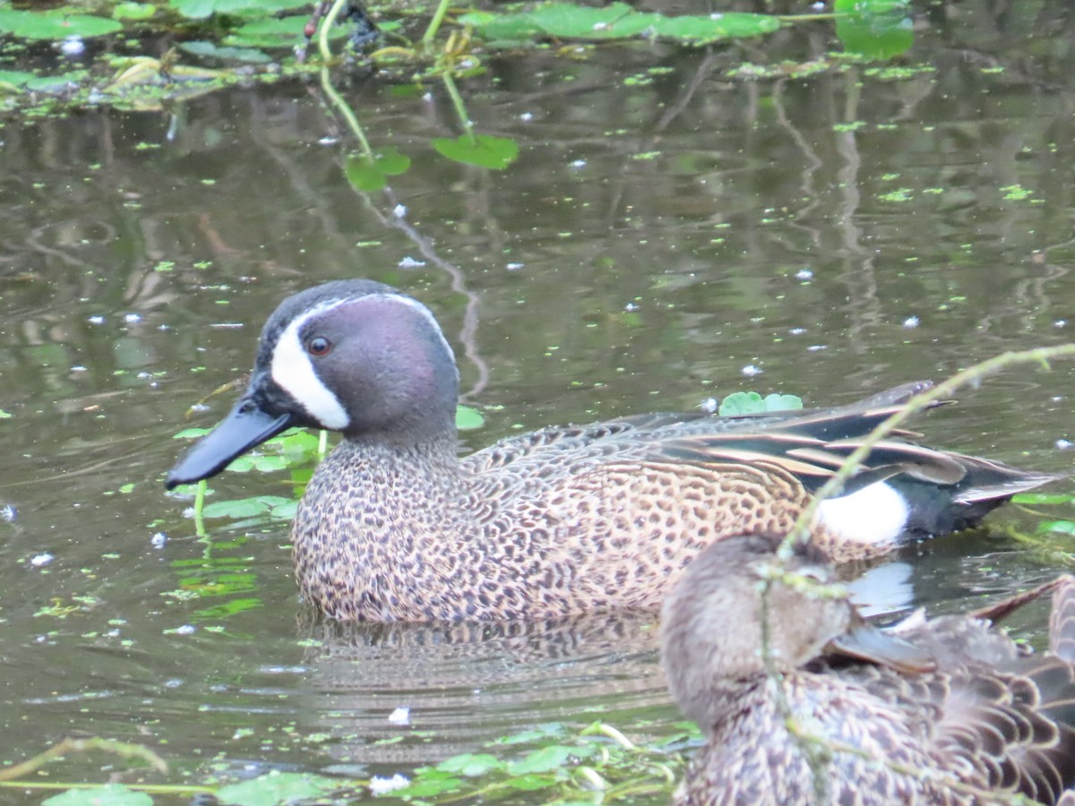 Blue-winged Teal - ML616688969