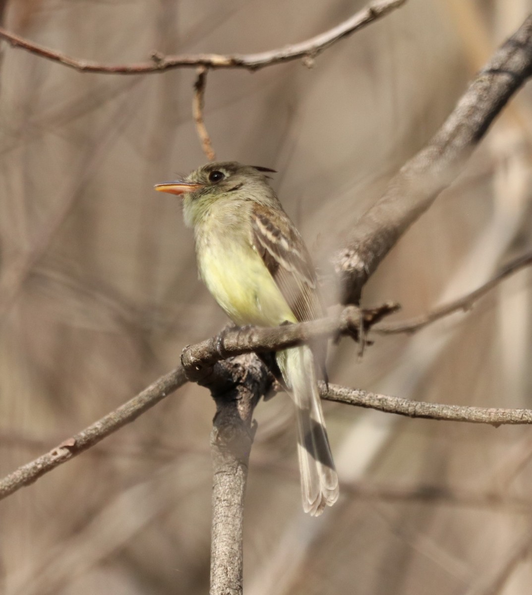 Pileated Flycatcher - ML616688980