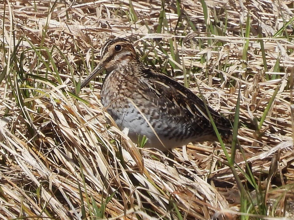 Wilson's Snipe - Susan Gowen