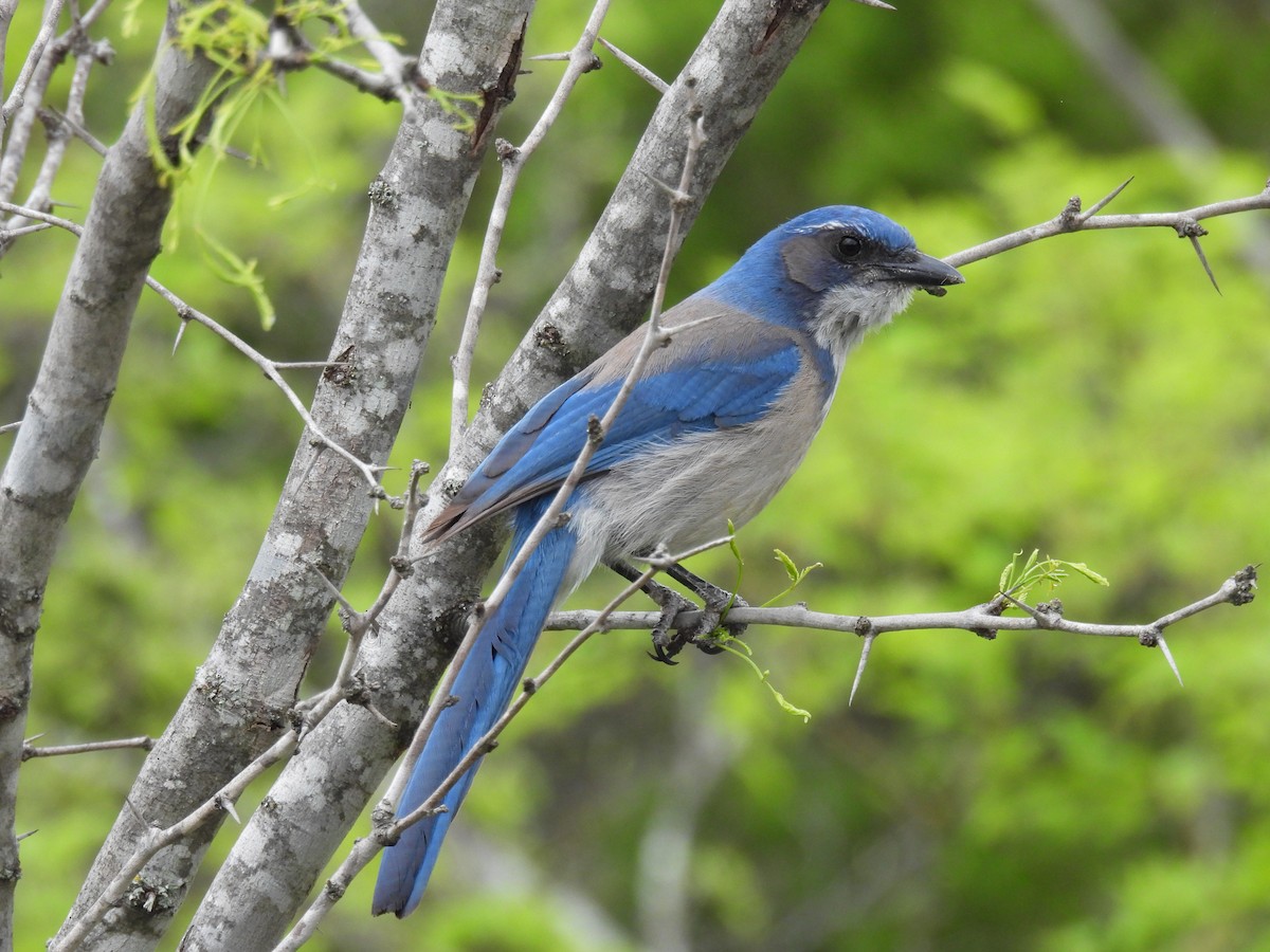 Woodhouse's Scrub-Jay - Kathleen Dvorak