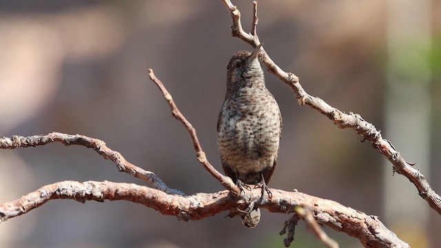 Rock Wren (Central American) - ML616689028