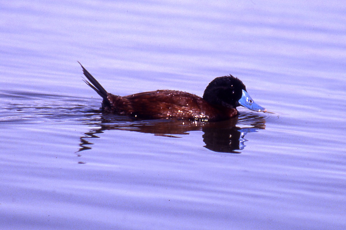 Andean Duck - Javier Morala/MCBirding.com