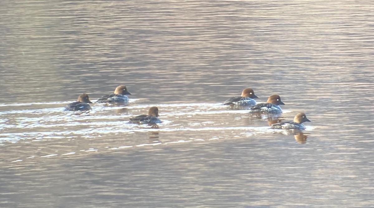 Common Goldeneye - ML616689071