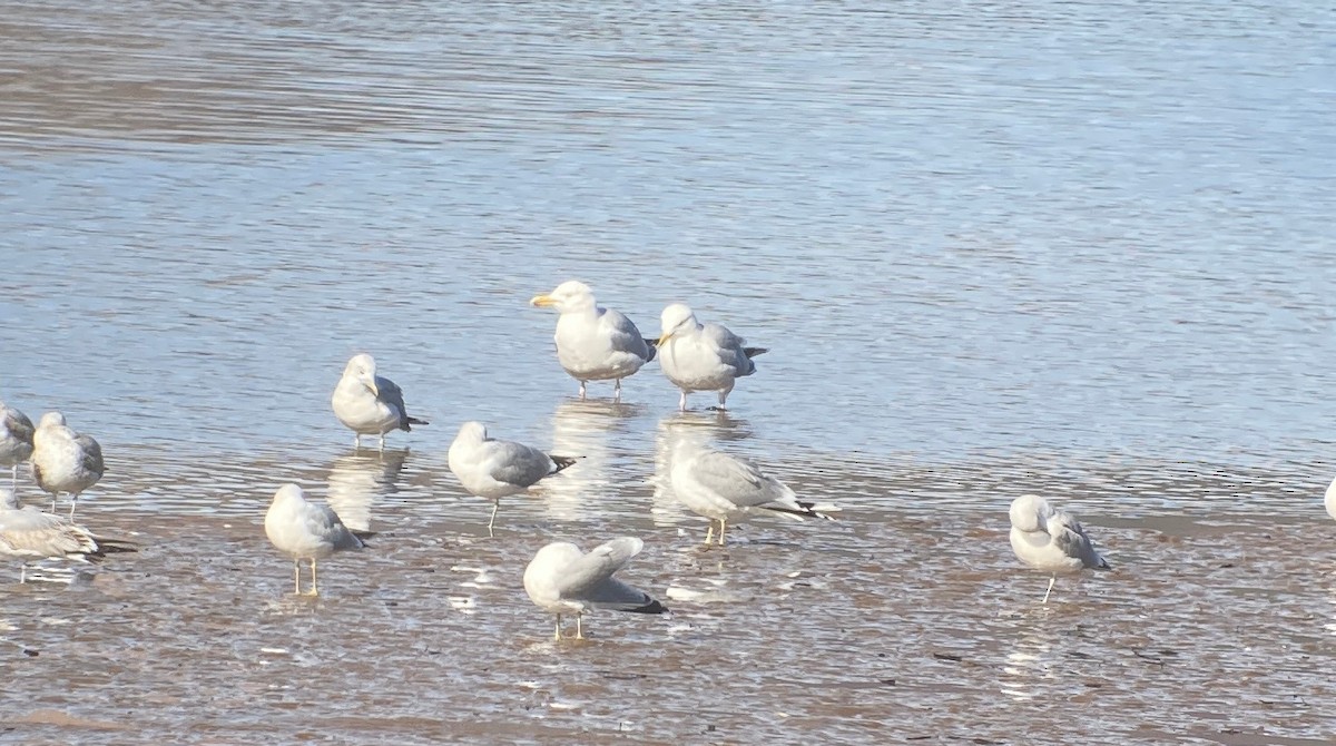 Gaviota Argéntea - ML616689085