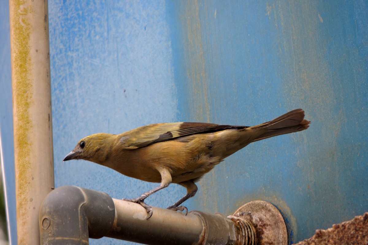 Palm Tanager - Carlos Rodriguez