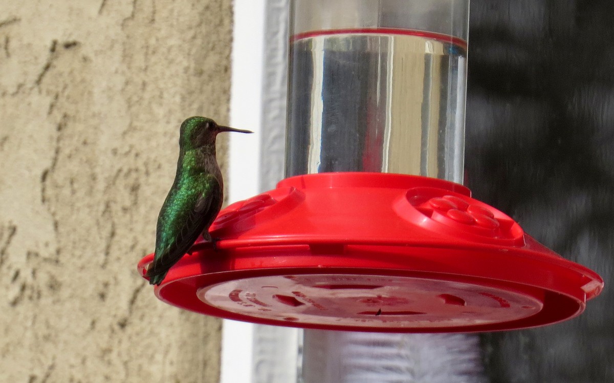 Anna's Hummingbird - Robin Rivet