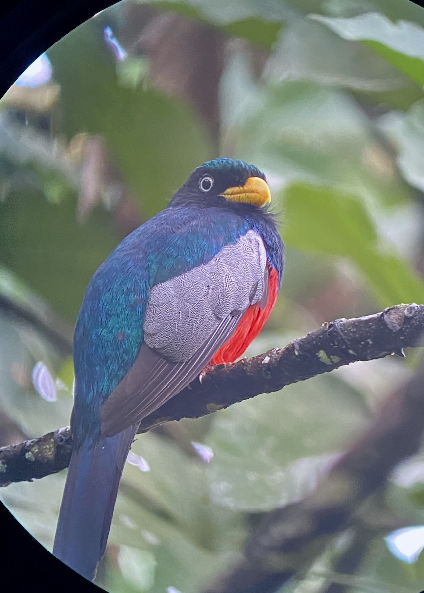 Lacivert Kuyruklu Trogon - ML616689131