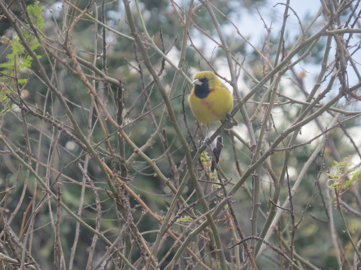 Orchard Oriole - ML616689140