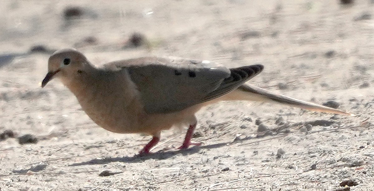 Mourning Dove - ML616689156